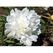 Paeonia lactiflora 'White Sarah Bernhardt', P16H Pienziedu peonija