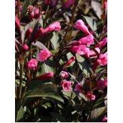 Veigela 'Red Prince'
