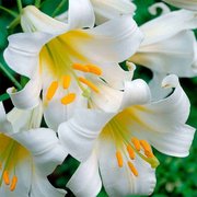 Lilijas Regale 14/16 1 gab, Sīpolpuķu gumi un sīpoli, Sēklas - Agrimatco Latvia