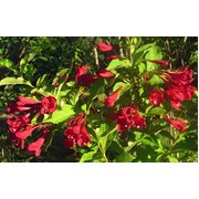 Veigela 'Red Prince' Weigela x hybrida