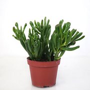 Crassula ovata 'Hobbit'Foto disponívelPlanta em vaso - Diametro do vaso: 5.5 cm.Envio impossível à Madeira (Entrada proibida)
