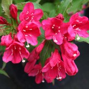 Weigela Red Prince - Veigela - Maceta 2L/3L (Altura de entrega aprox. 20/30cm)