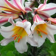 Lilija REGALE 1 gab Junior