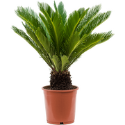 Cycas Revoluta