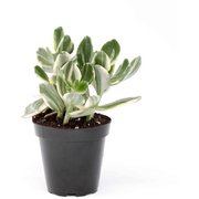 Crassula ovata variegata