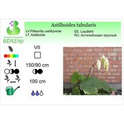 Astilboides tabularis, Astilbjveide
